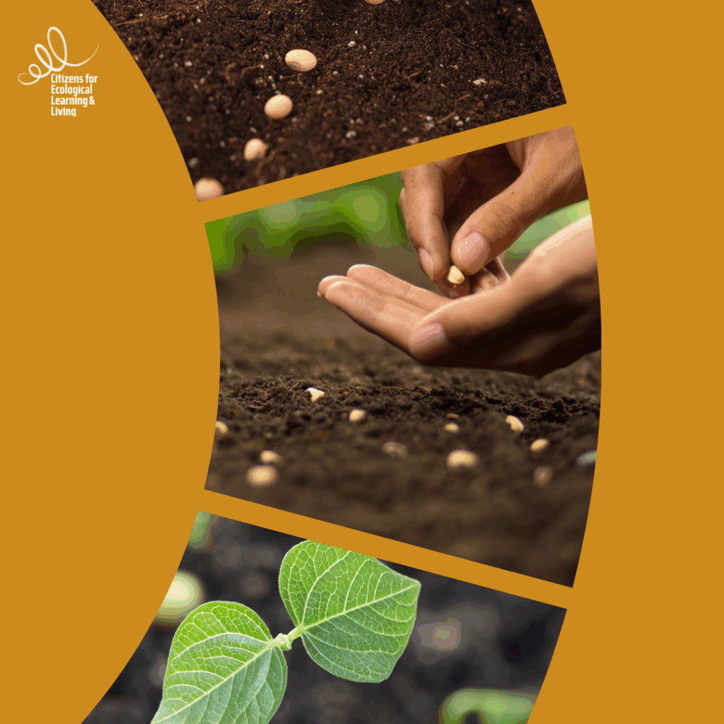 How to Protect Our Plants Ecologically