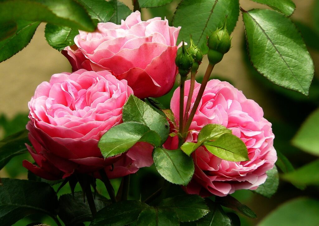 Story Moments - Roses
