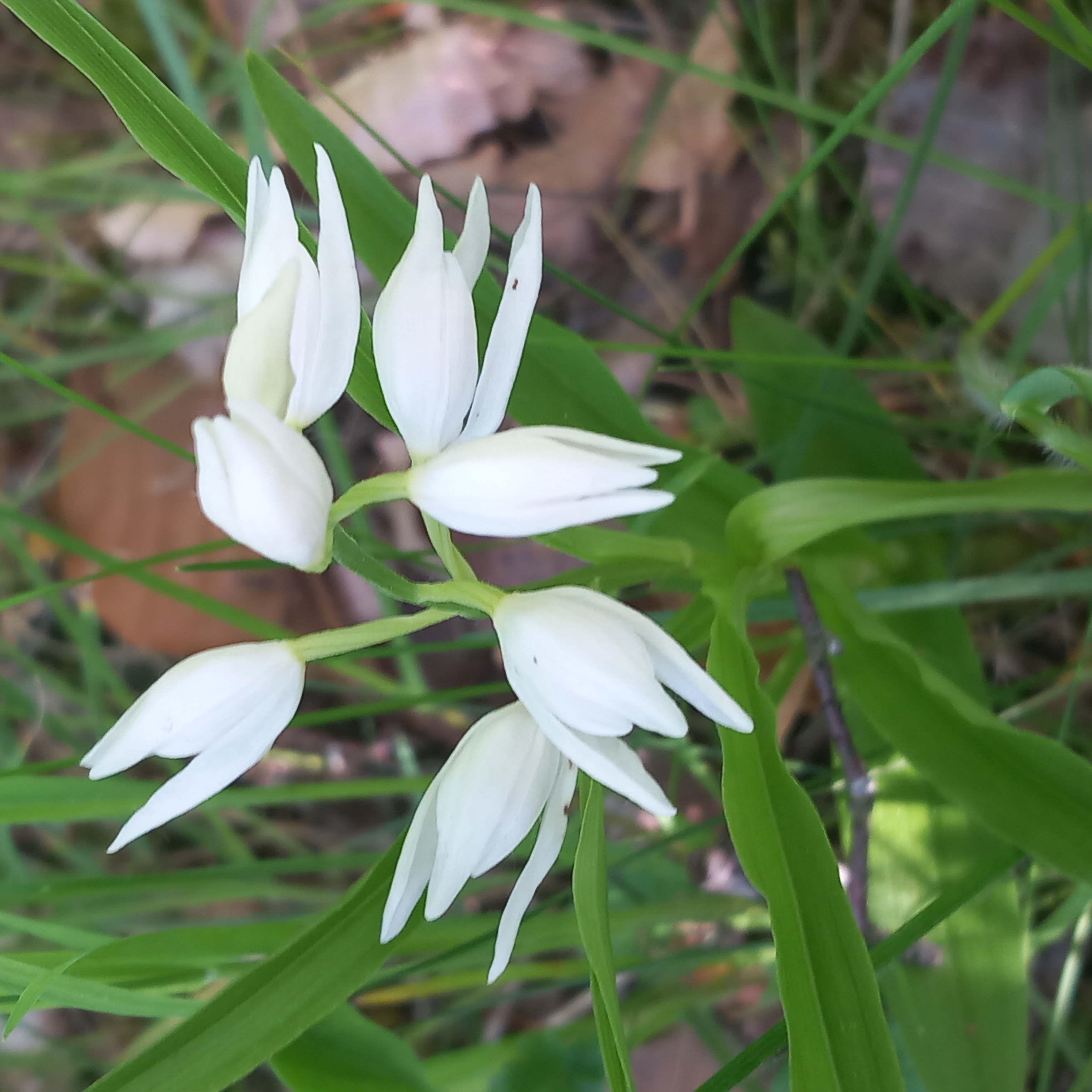 Wild Orchid Discovery Hike