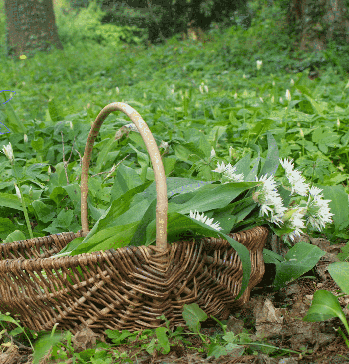 Randonnée aux herbes sauvages - Petites merveilles au bord du chemin (Rollingen)