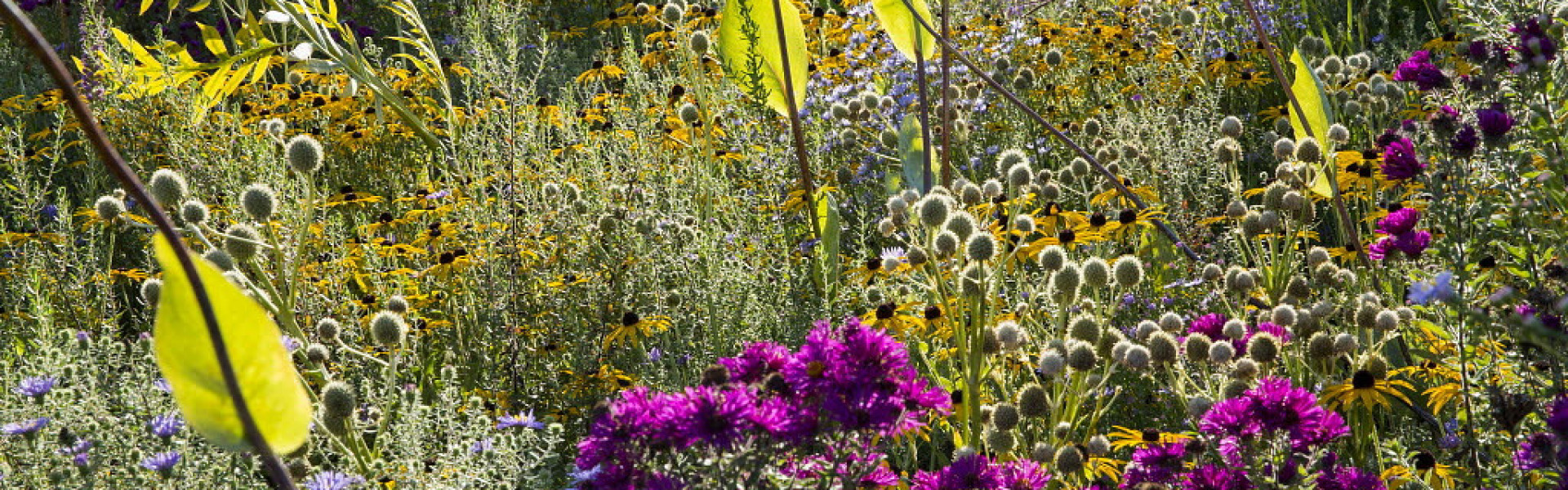 Marianne Majerus : Dans le jardin