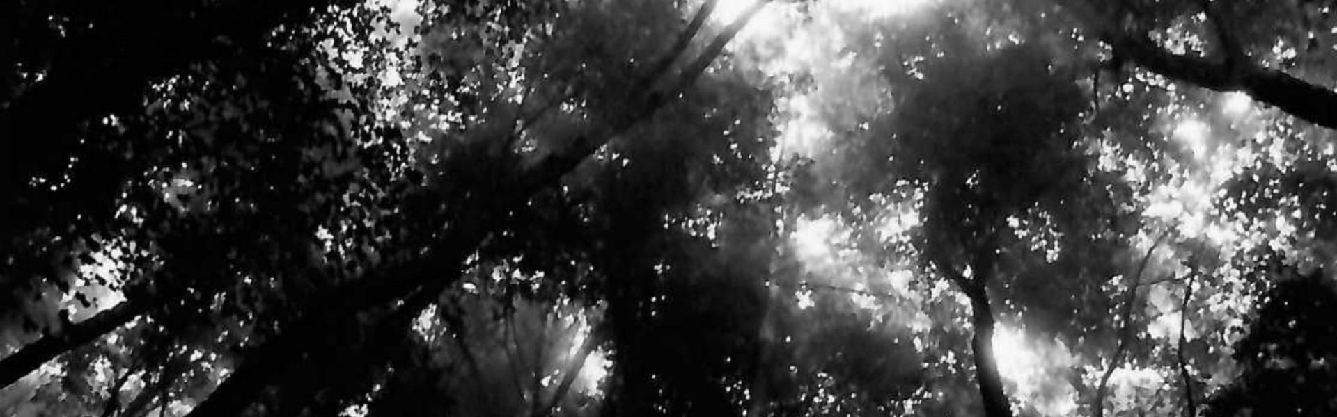 Trees and Us: Dialogues and Imaginings