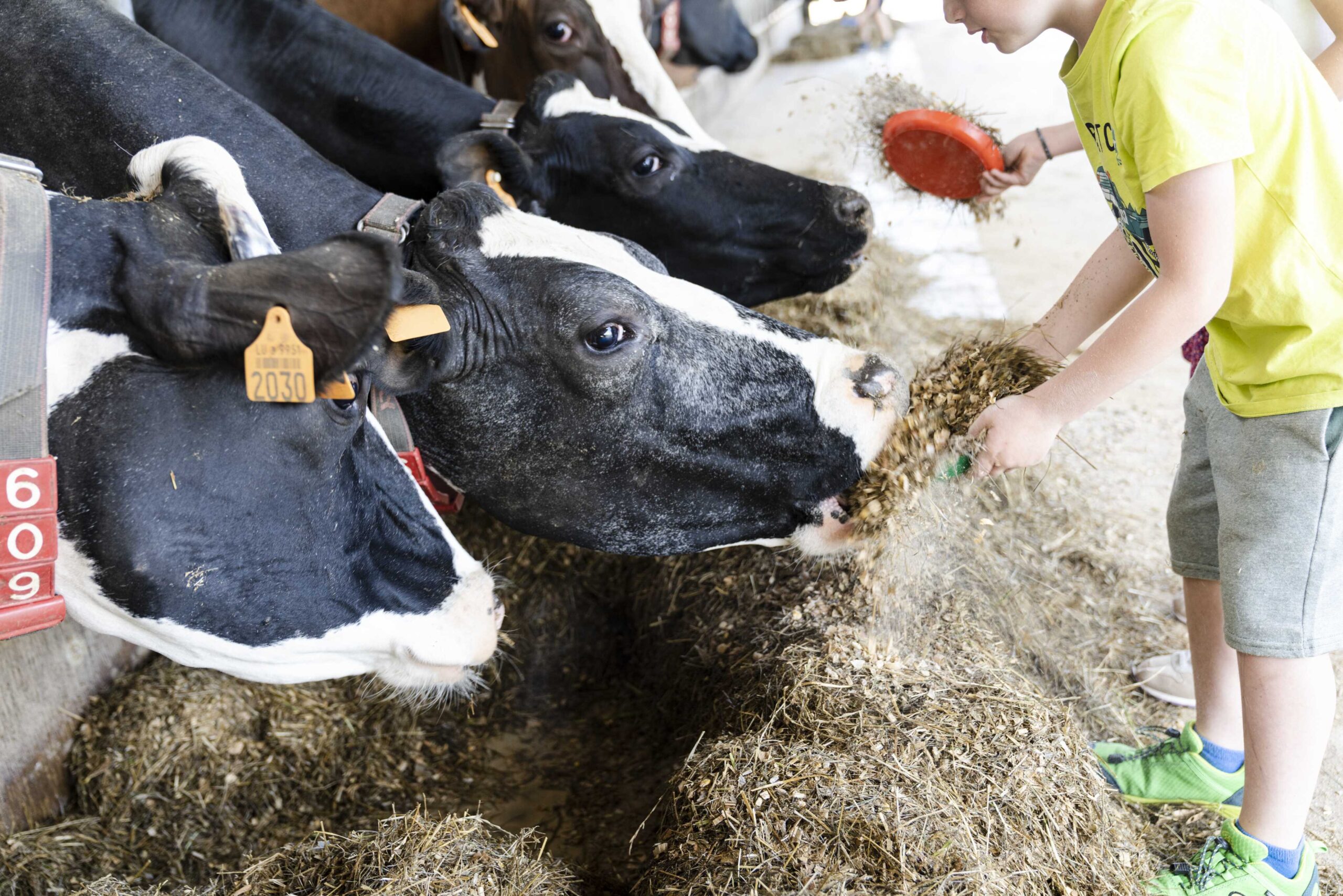All About Dairy Cows