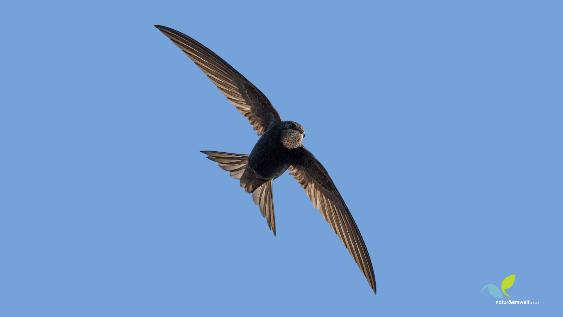 Monitoring of the Swift
