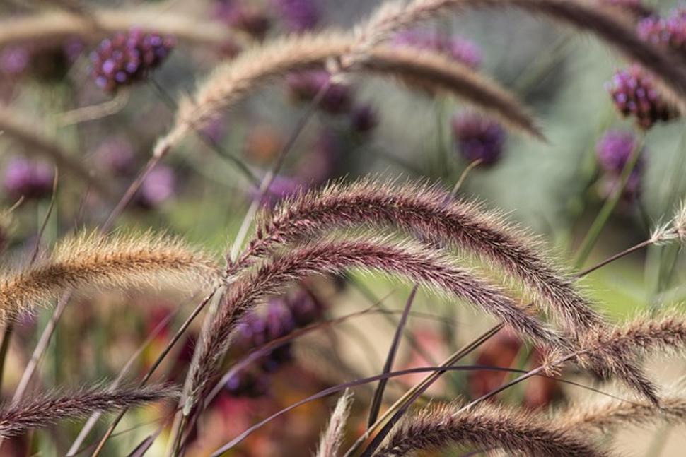 Visite guidée : Balade botanique en Haute-Lorraine