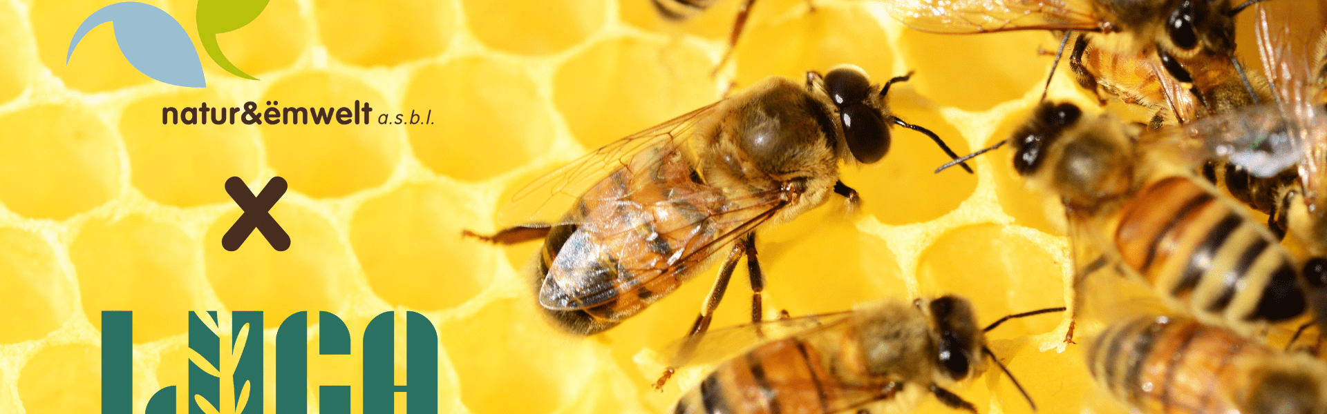 More Than Bees, Count In!