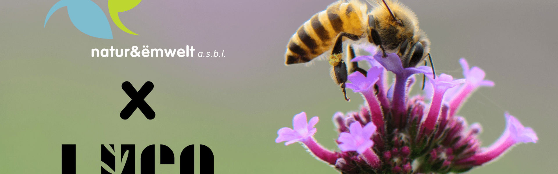 Jardins pour pollinisateurs
