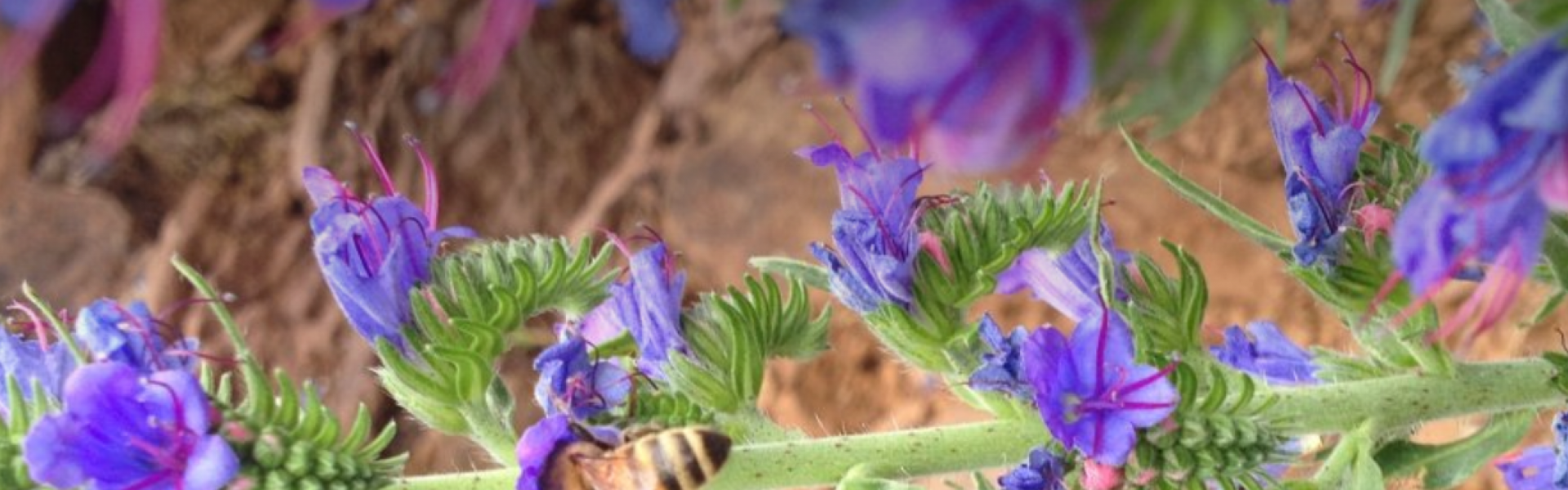 Découvrez le monde des abeilles à Luxembourg