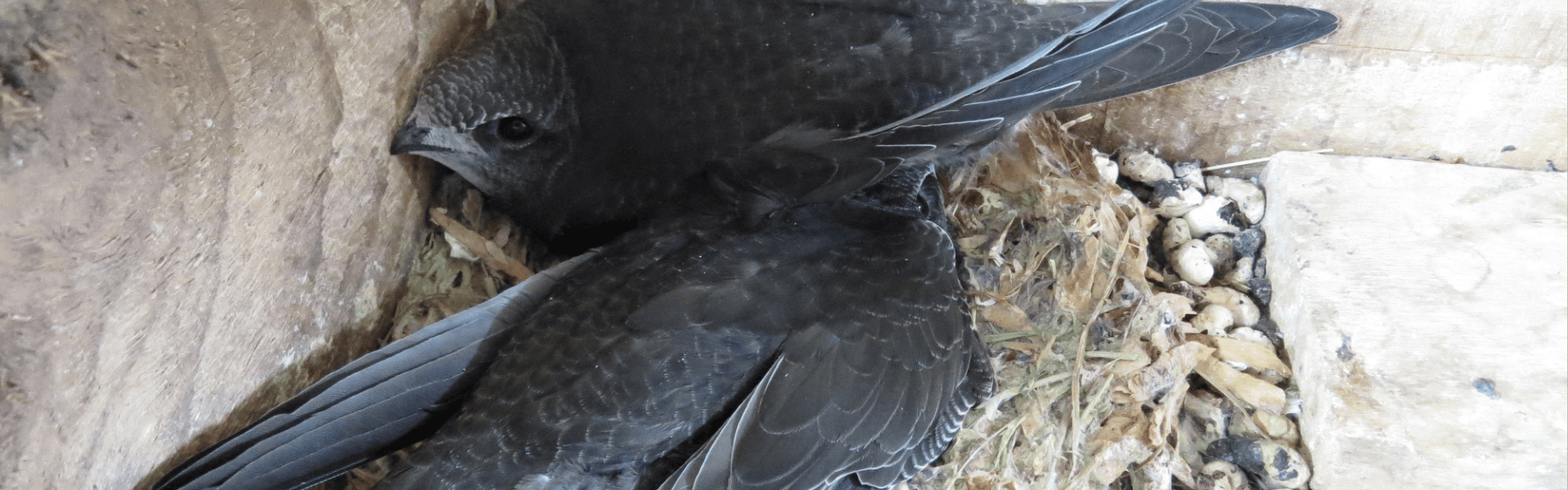 Excursion sur les martinets