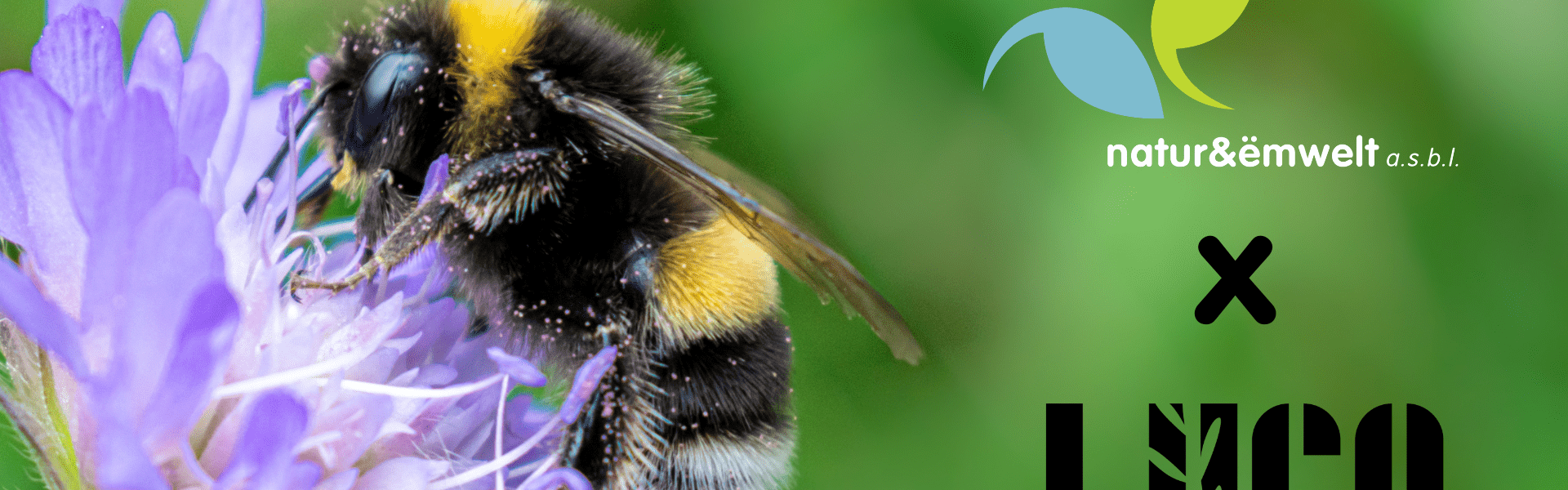 Construction d'un petit nichoir à abeilles