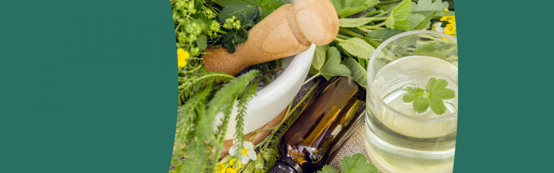 Identification et cuisine des plantes sauvages