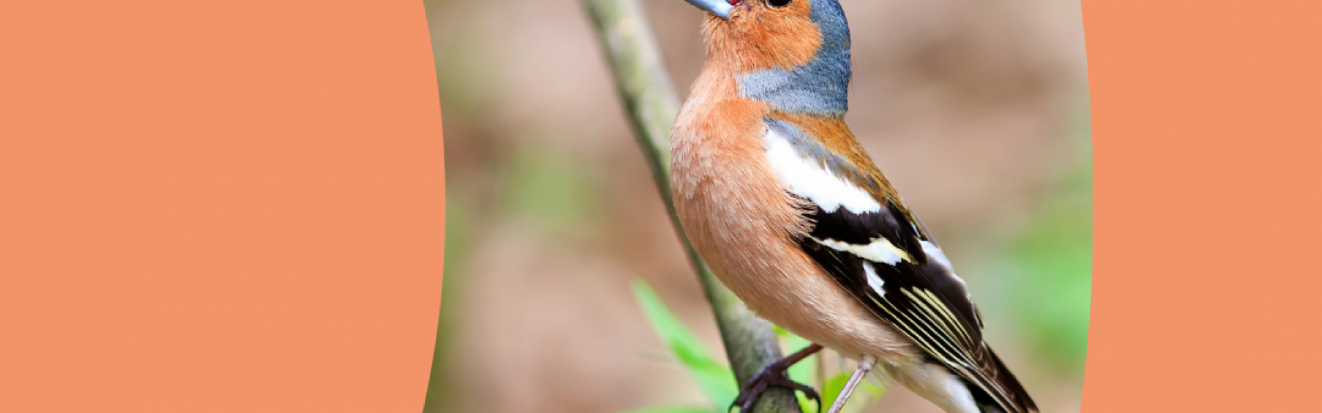 Bird Listening