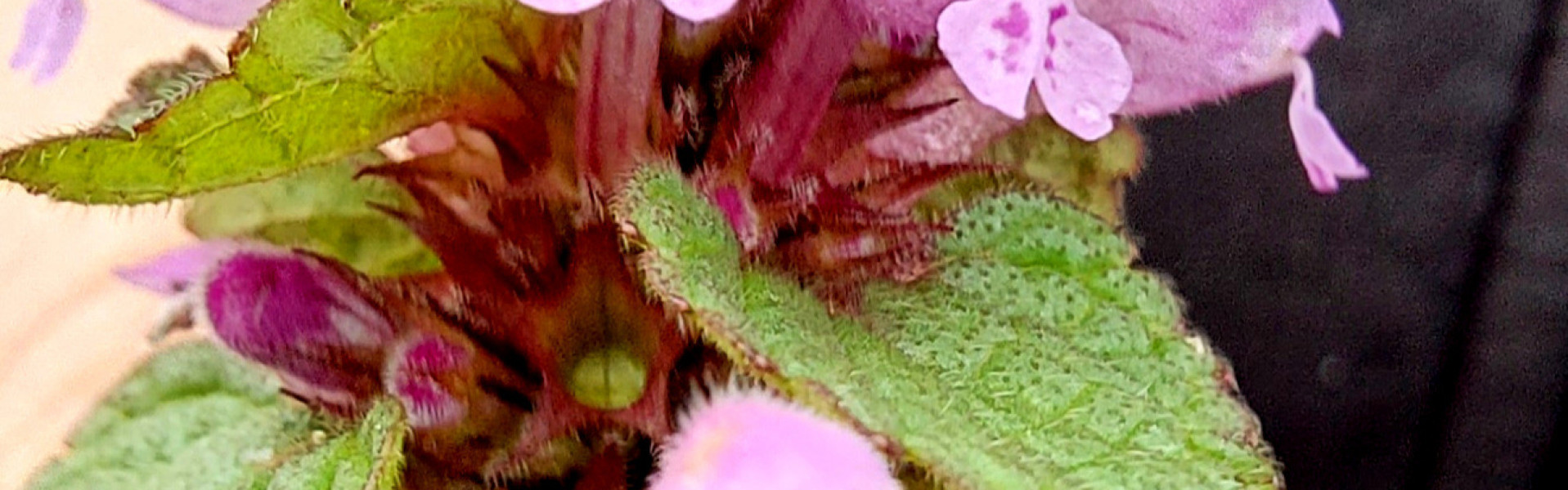 Randonnée des plantes sauvages