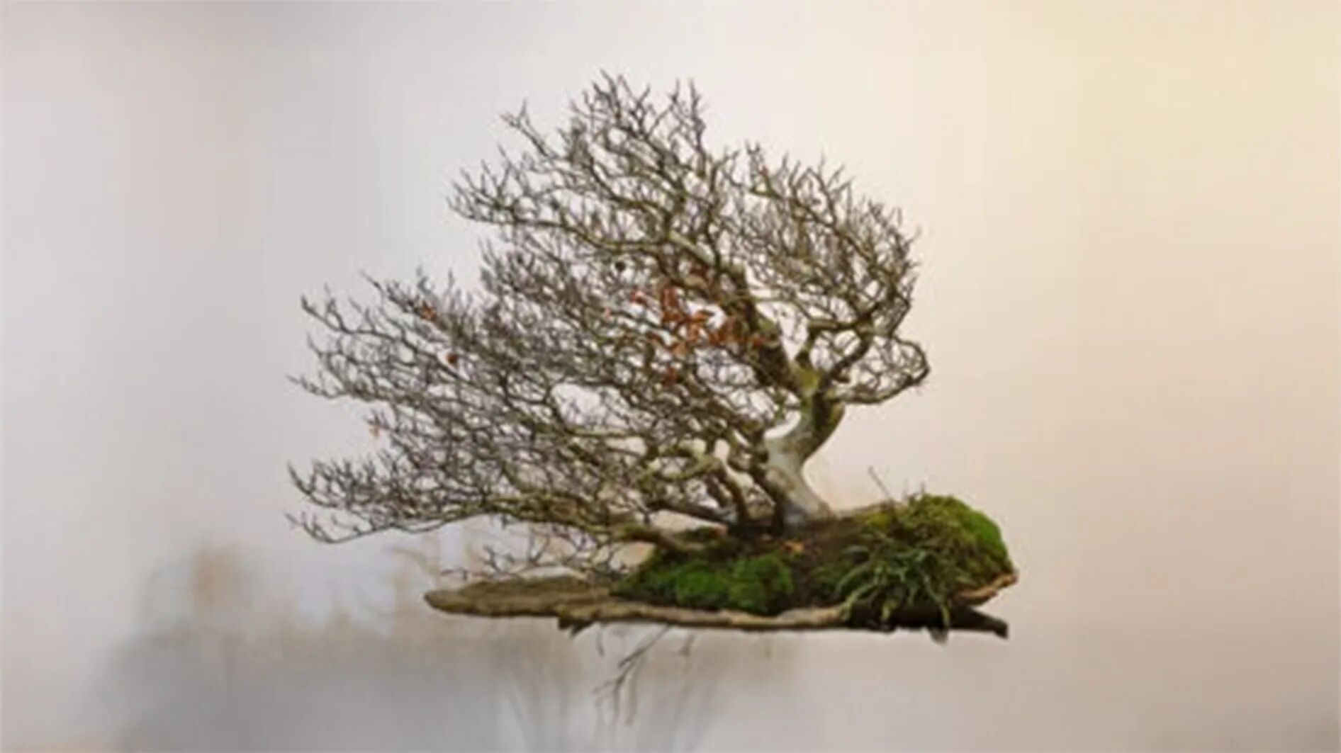 3 Nations Bonsai