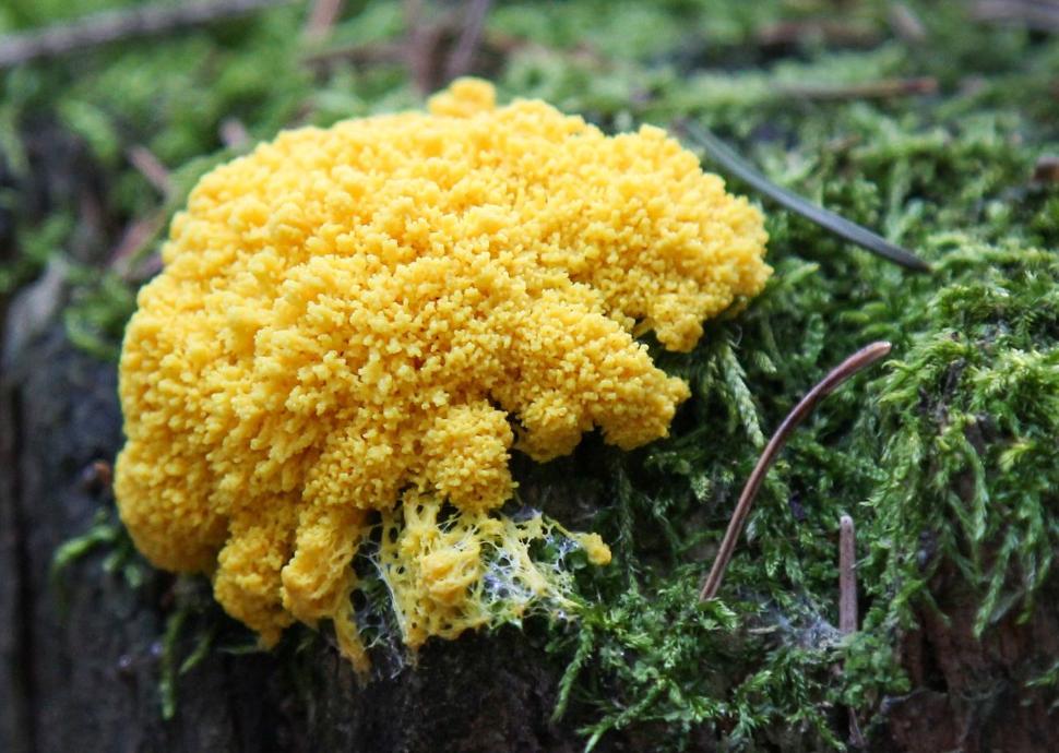 Thematic Day: Discover the Myxomycetes or Blobs