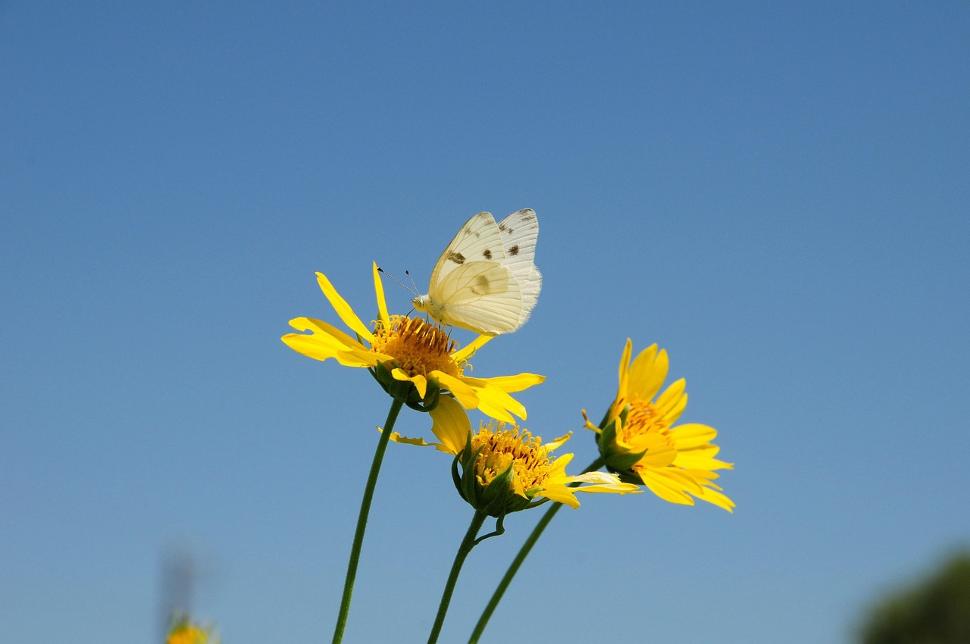 Child-Parent Afternoon | Discovering Insects