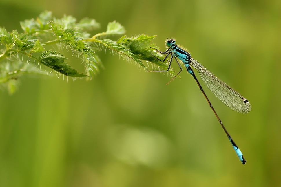 Guided Tour: Discovering Dragonflies and Damselflies