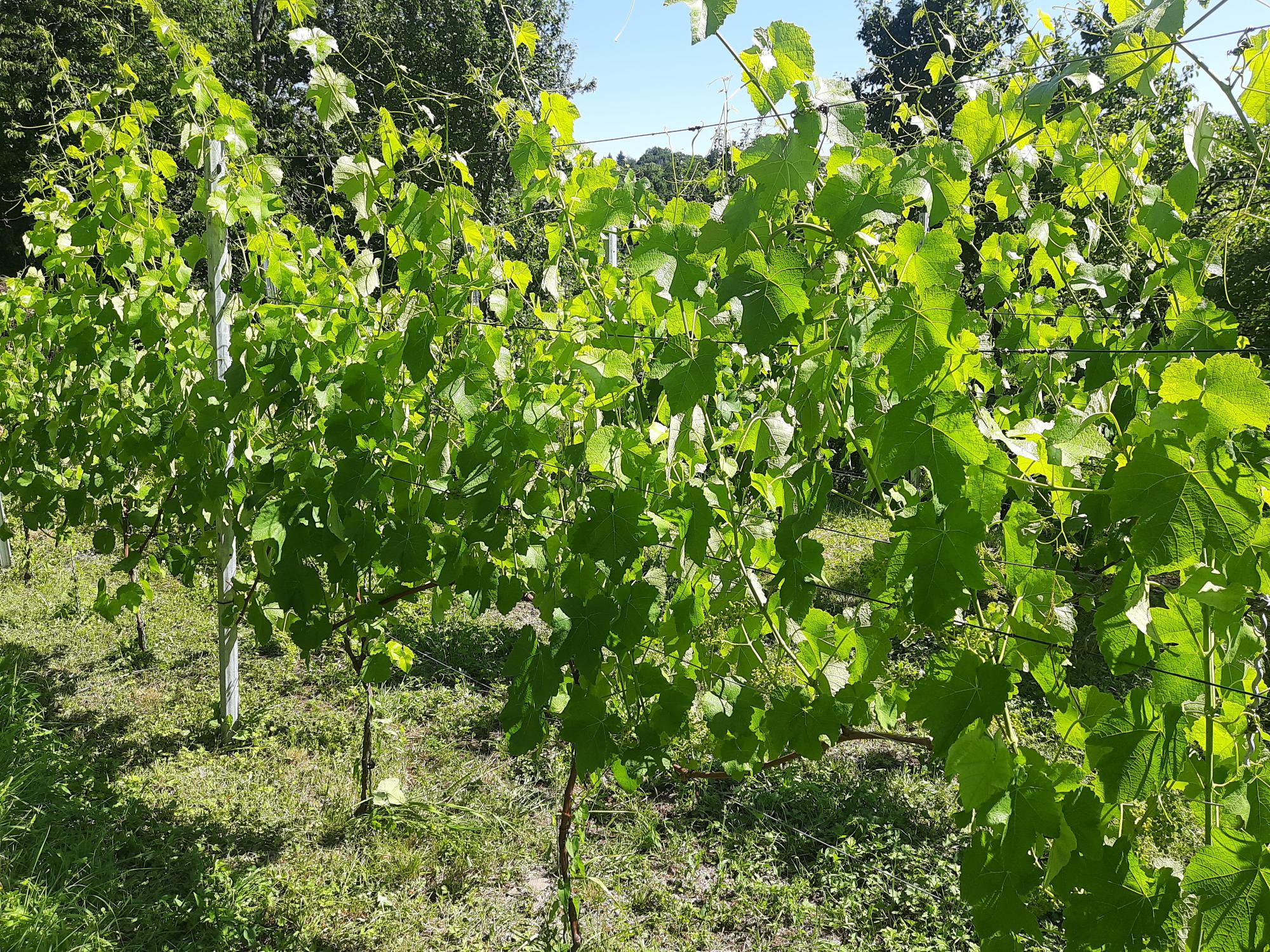 Visite guidée dans le vignoble