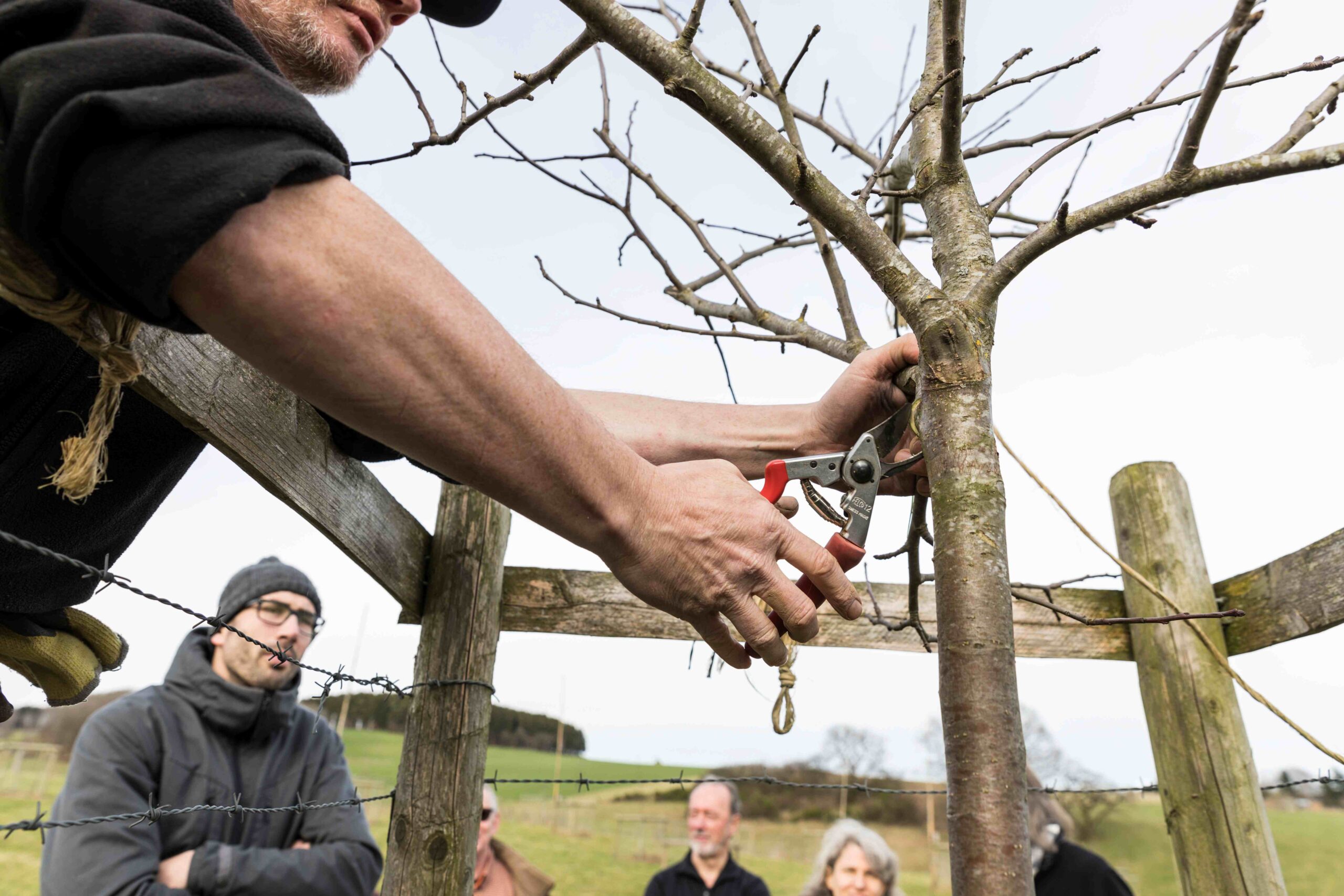 Cours de taille d’arbres fruitiers : La taille d’été