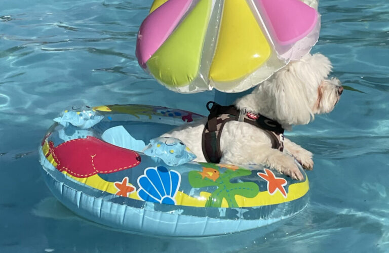 Journée de baignade pour chiens