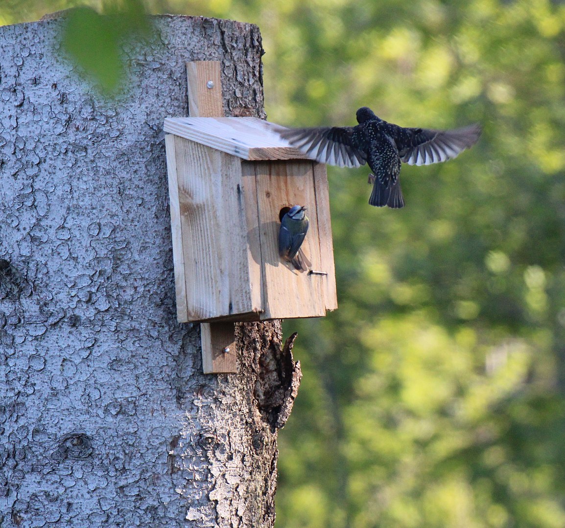 Atelier : Nichoirs pour oiseaux de jardin