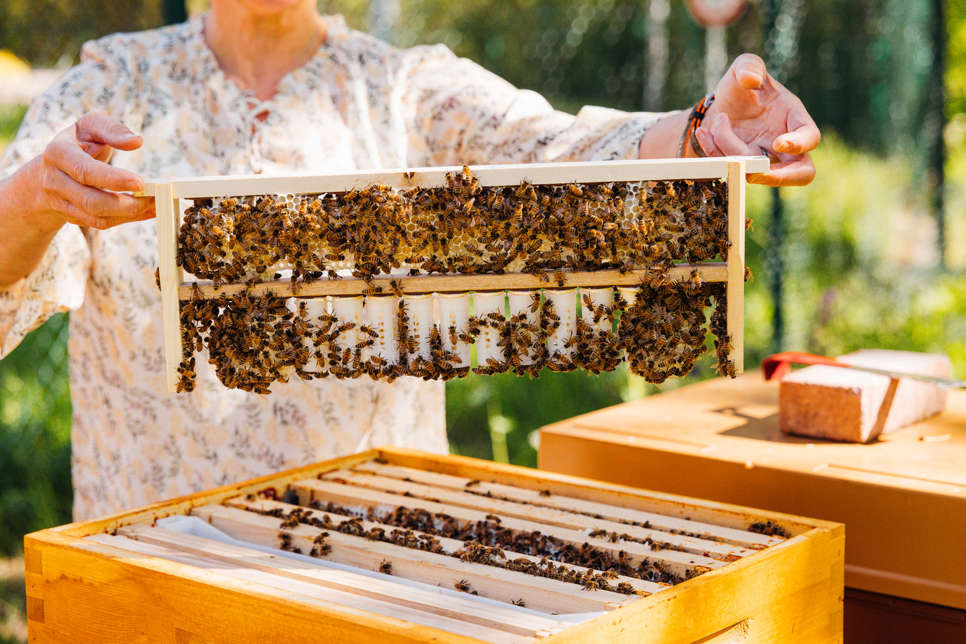 Cours d’initiation à l’apiculture