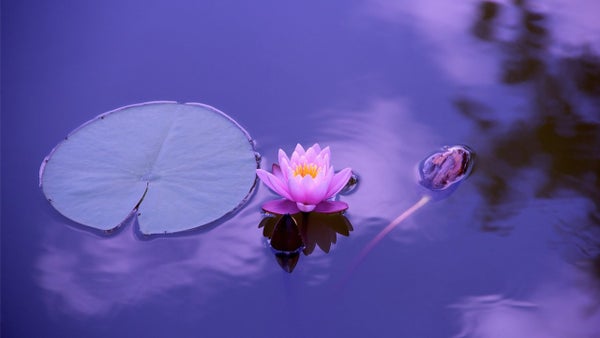 Guided meditation: Gratitude