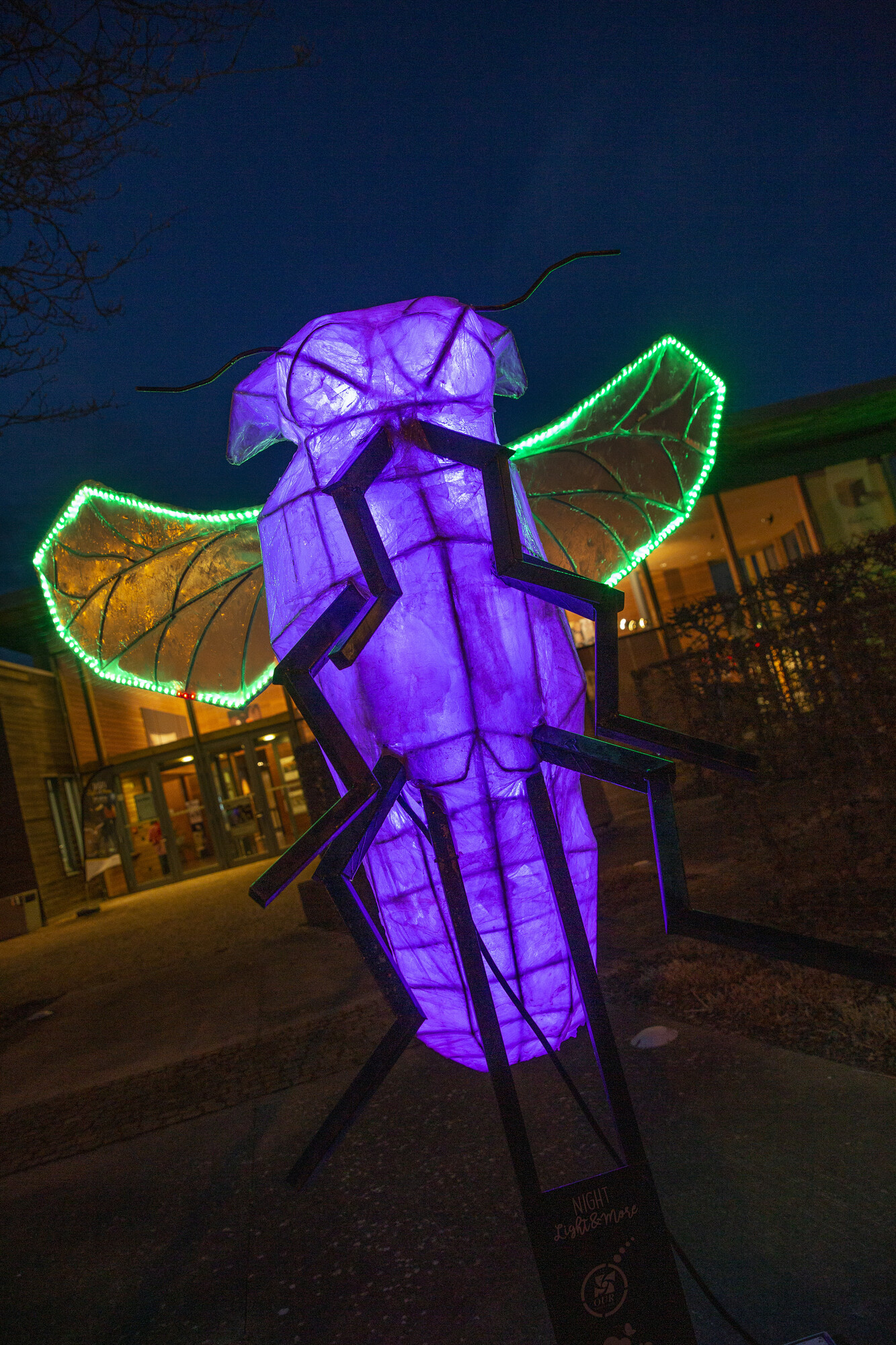 Des merveilles lumineuses : découvre le monde mystérieux des lucioles !