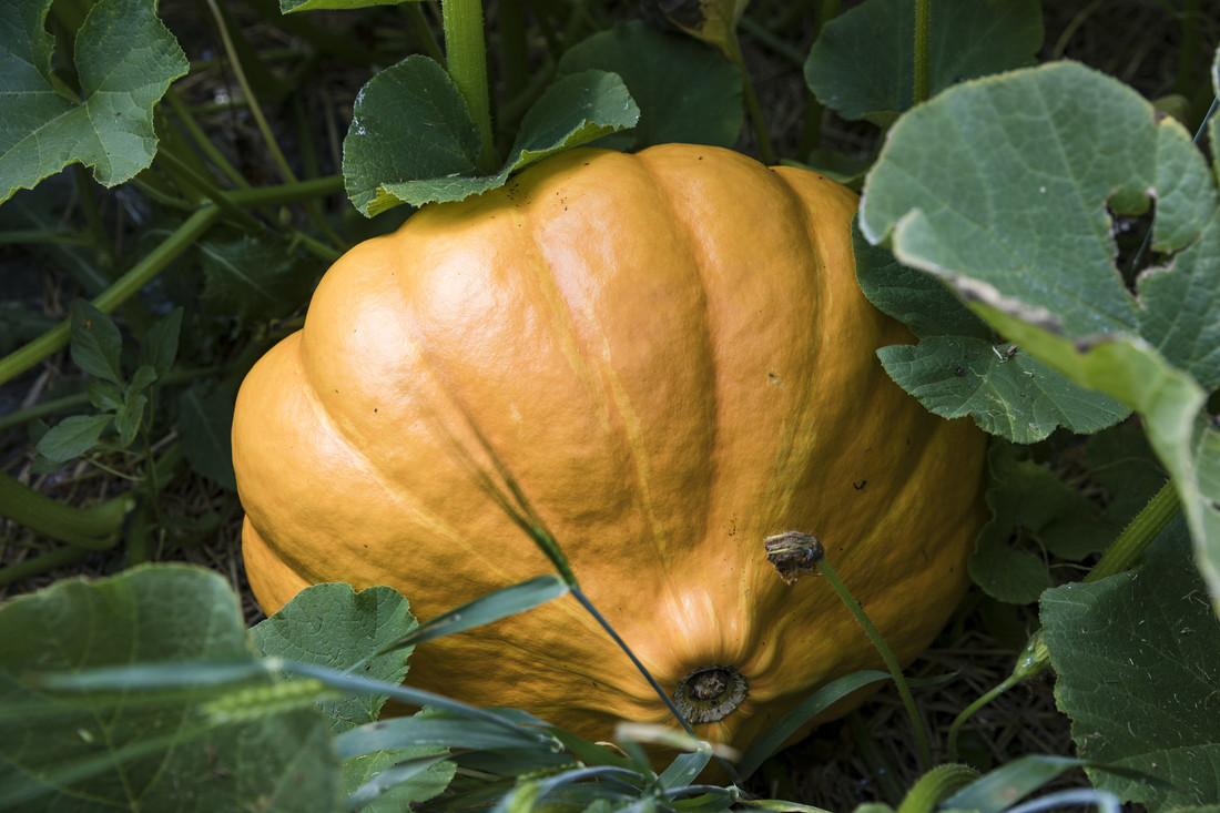 Tout tourne autour de la citrouille