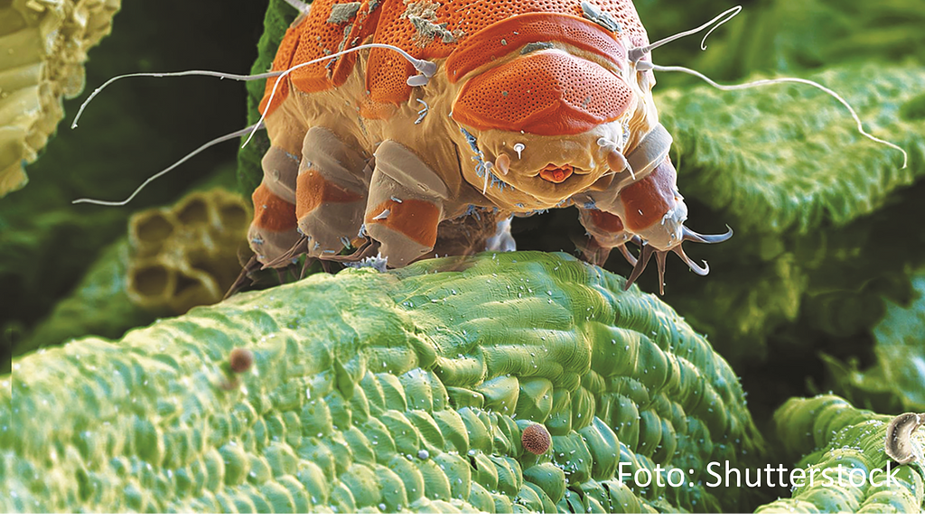 Iwwerliewenskënschtler Tardigrada ! 13-15 ans