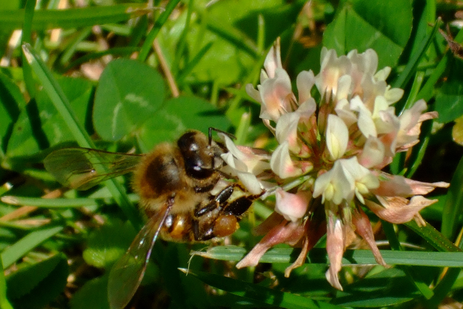 Hidden Diversity – Exploring the Biodiversity of the Pétrusse