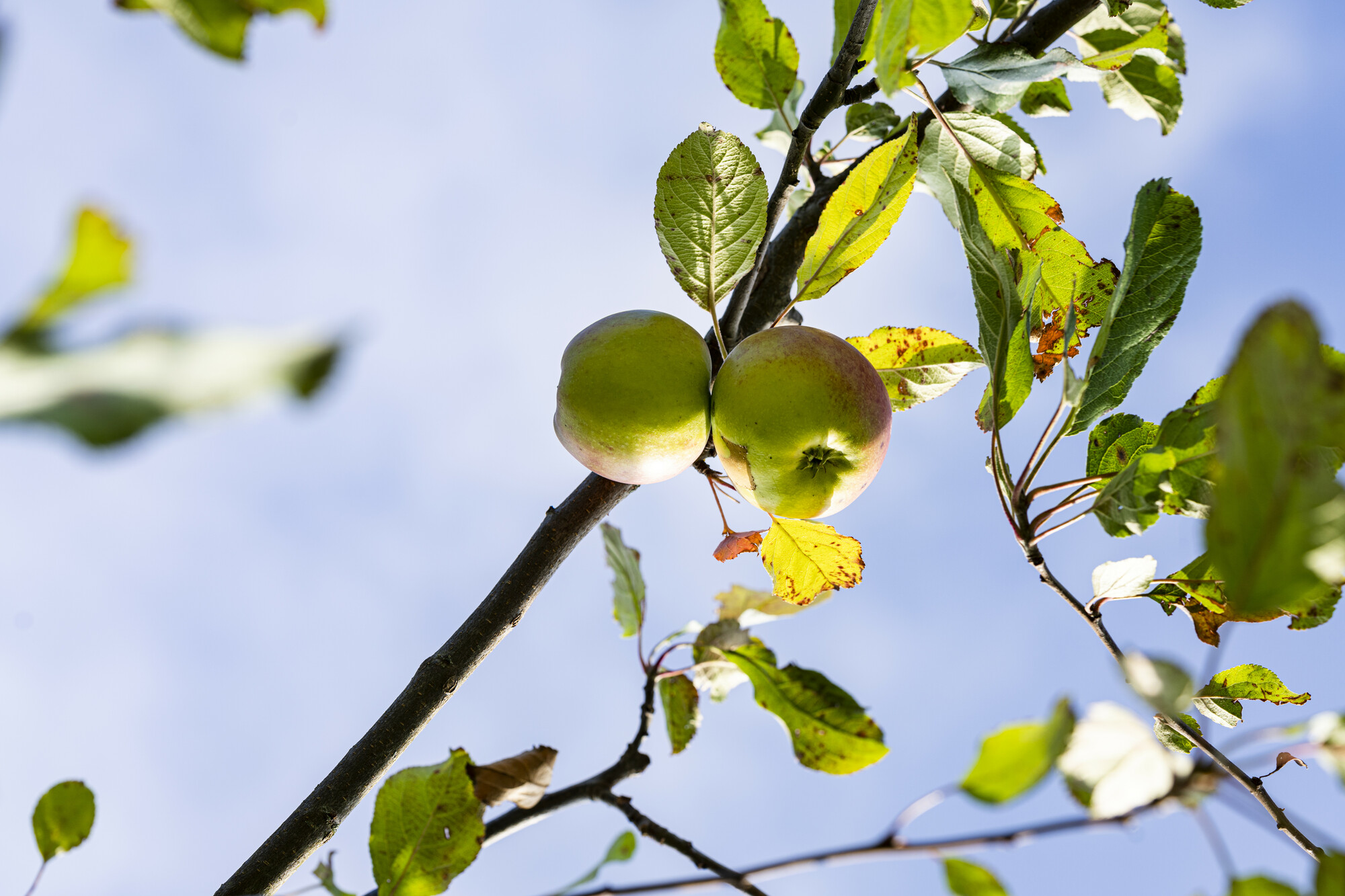 Apple Tasting