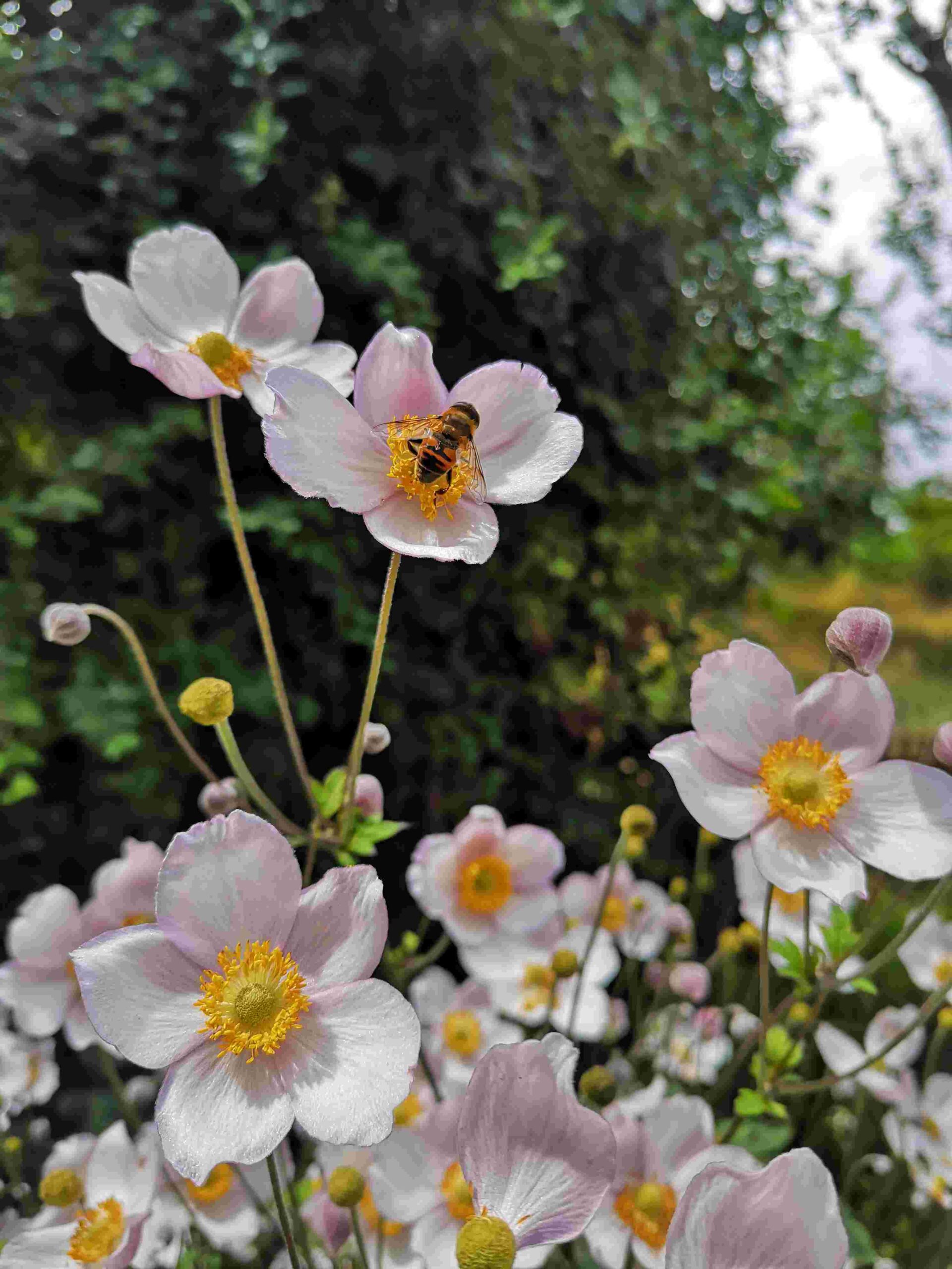 Biodiversity around the house and garden