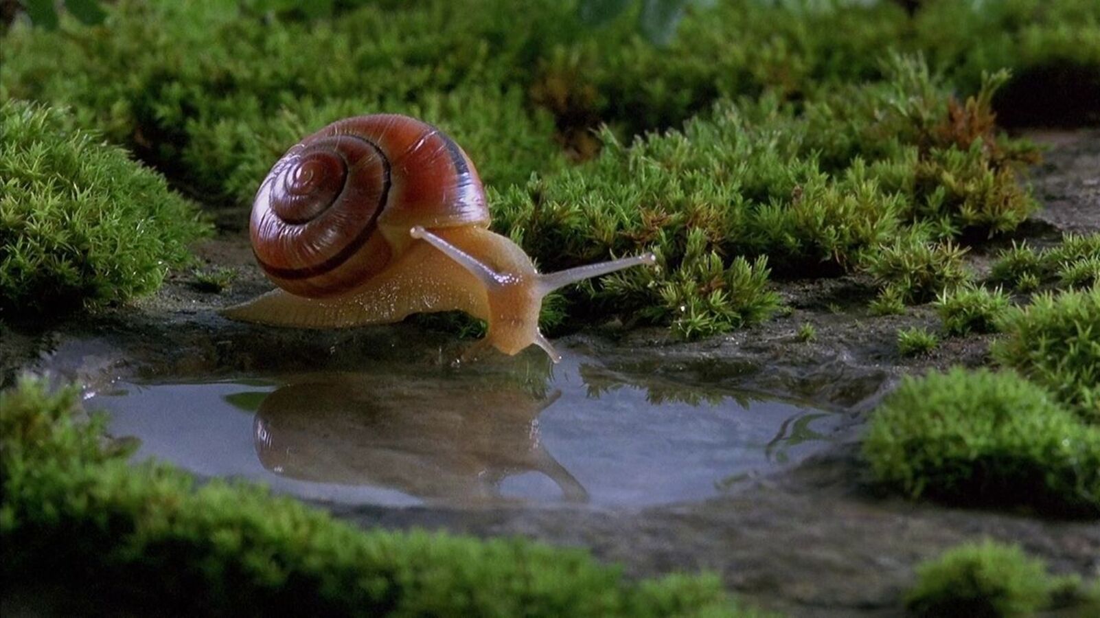 Microcosmos: The Grass People (Open Air Cinema @LUGA Lab)