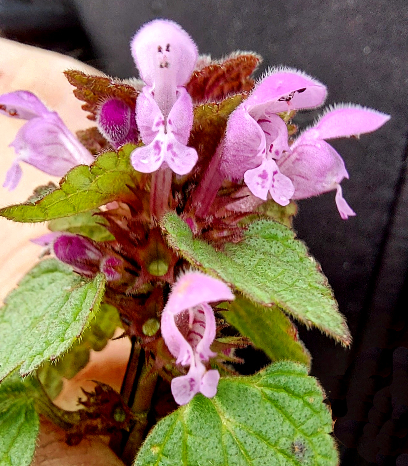 Randonnée sur les plantes sauvages