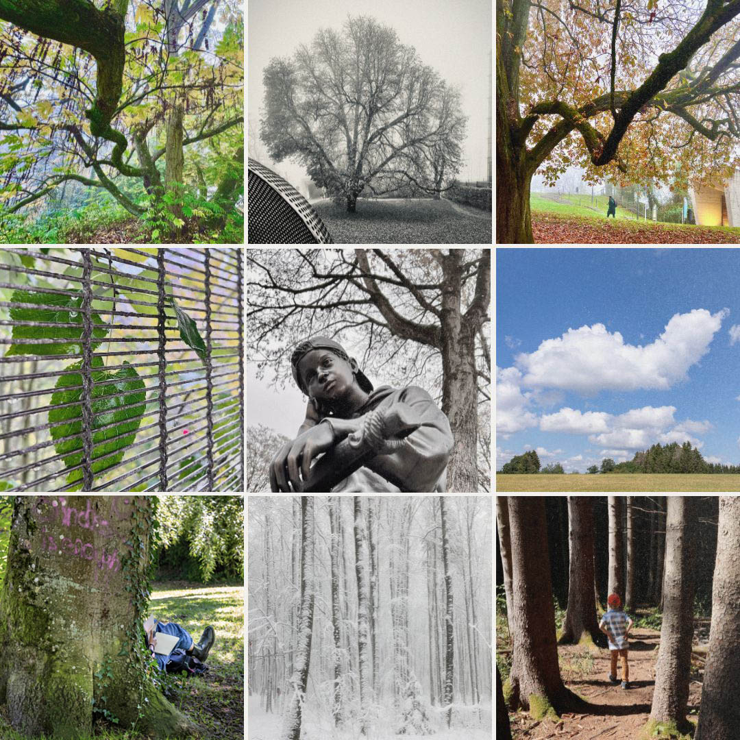 Photo Workshop: Photographing Trees and Their Environment.