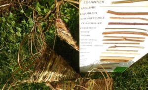 Wild Basketry Workshop in Anlier - Habay Tourism Office