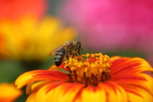 Animal Photography Basics - CRIE d'Anlier