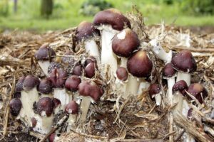Atelier « Cultivez vos champignons pour les fêtes » – Initiation à la culture de champignons à Anlie