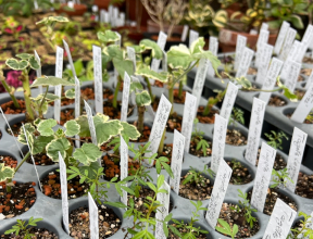 Workshop - Cuttings and Divisions