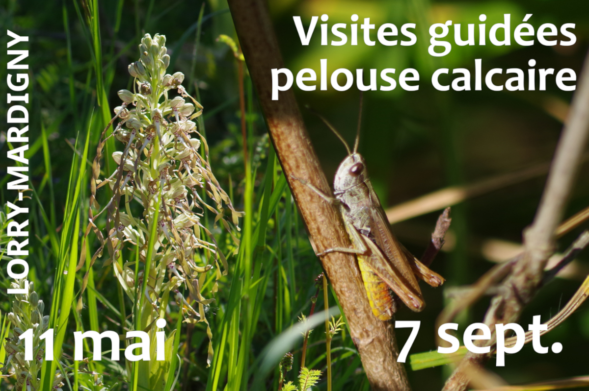 Visite sur la pelouse calcaire