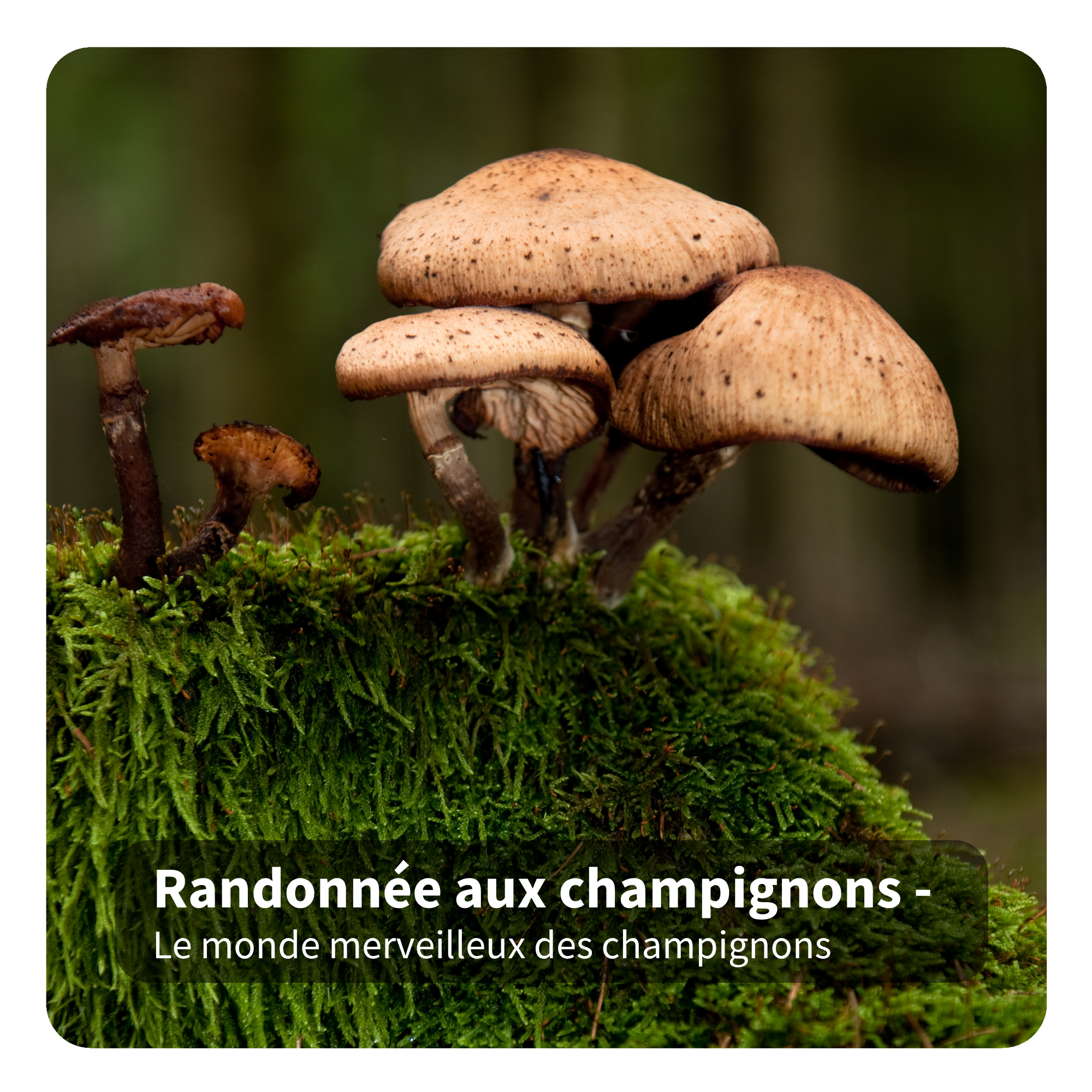 Mushroom Hike – The Wonderful World of Mushrooms