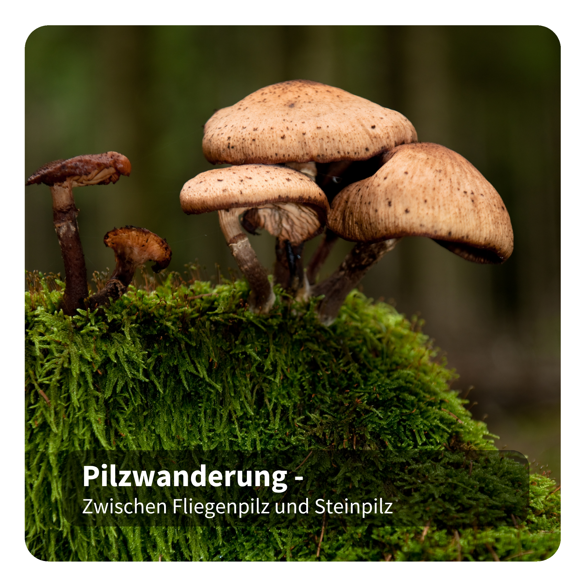 Mushroom Walk – Between Fly Agaric and Porcini 2/2024