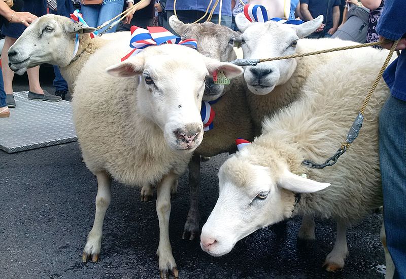 Hämmelsmarsch Waldbredimus