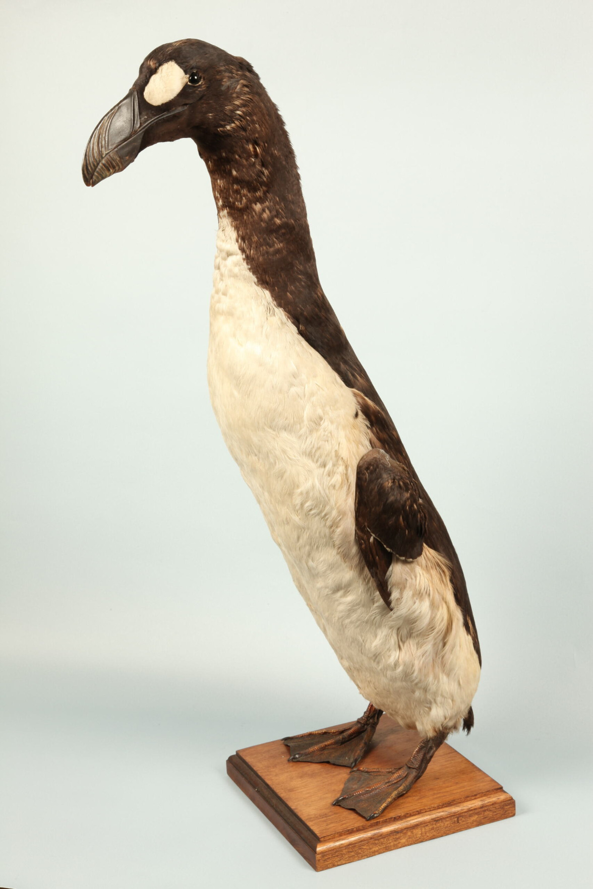 Conférence - Les animaux naturalisés et nous