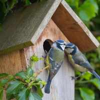 Garden Workshop: Building Bird Nesting Boxes