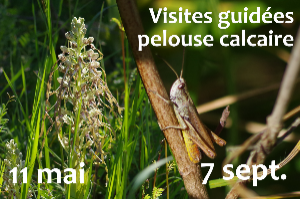 Visite guidée - chants et couleurs de fin d'été sur la pelouse calcaire