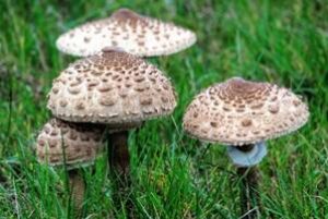 Mushroom walk