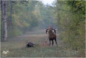 Conference and deer rut outings