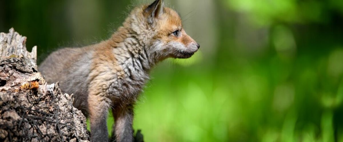 Atelier Tuffi-Pro (6-9 ans), Le Renard, un Animal de notre Région